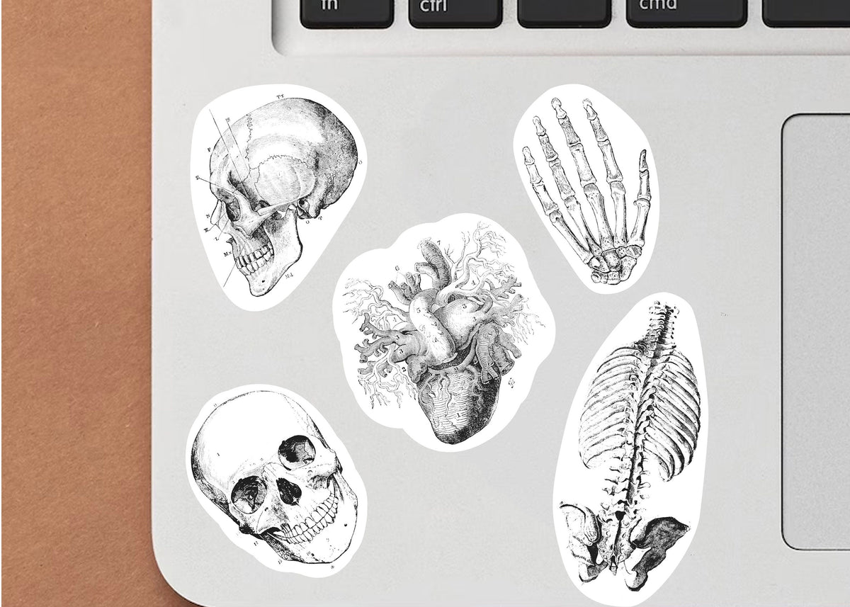 Additional product detail of Anatomy Skeleton Decals.