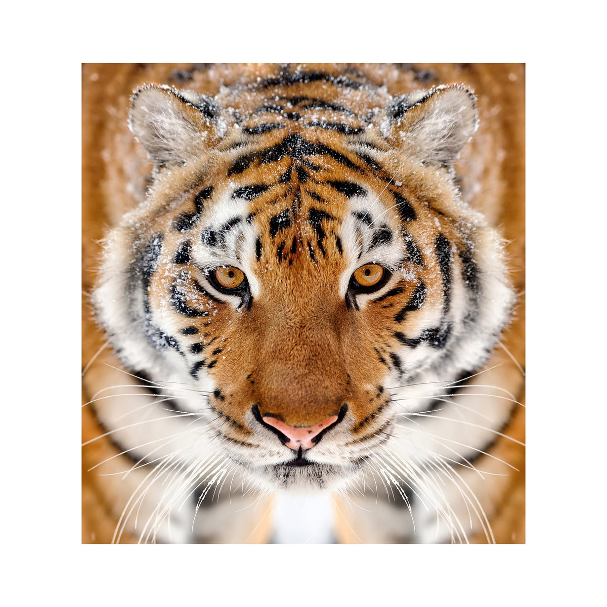Tiger Wallpaper Stick And Peel Decal - 3d Orange Head Removable Wall Paper Sticker.