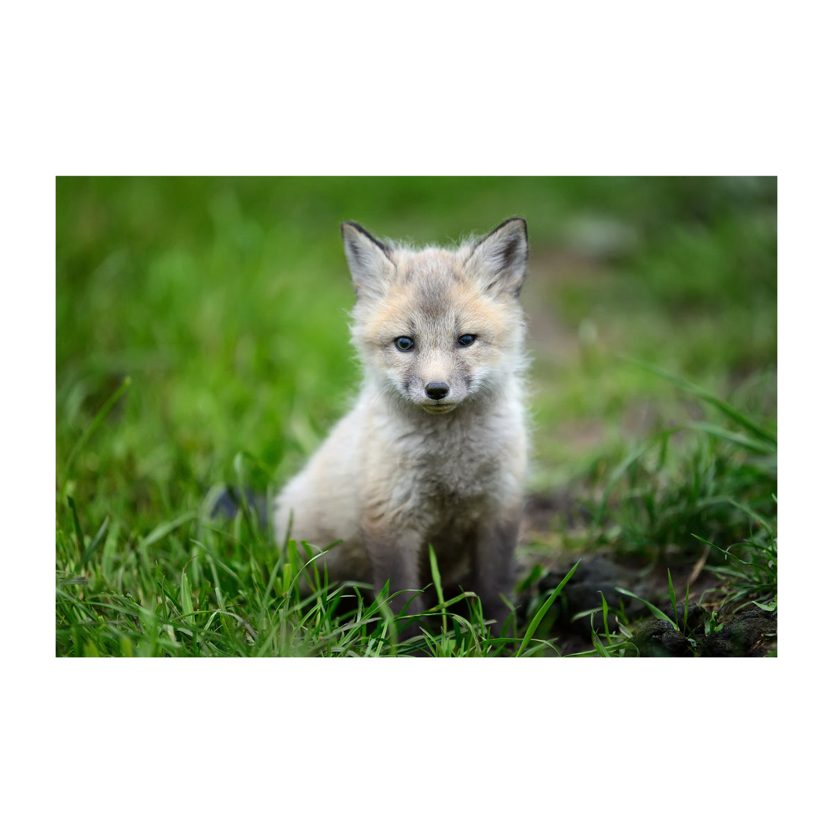 Cute Little Fox Wallpaper Decor Decal - Baby Animal Wall Sticker For Home Nursery Kid Boy Room Bedroom.