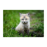 Cute Little Fox Wallpaper Decor Decal - Baby Animal Wall Sticker For Home Nursery Kid Boy Room Bedroom.