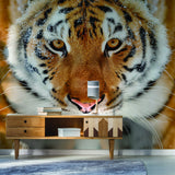 Alternate product presentation of Tiger Wallpaper Stick And Peel Decal.
