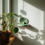 3D printed Frog Wall Shelf with round ledge and lily pad inspired backplate