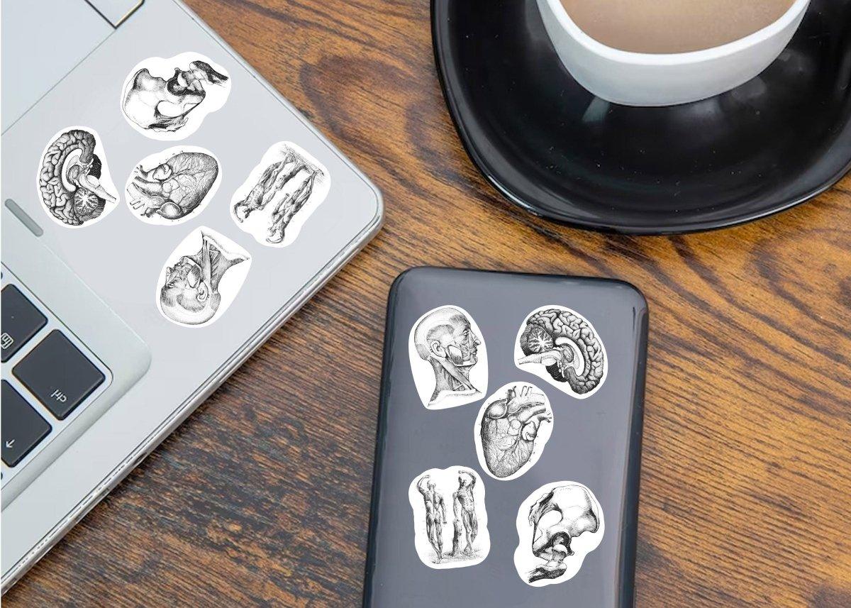 Vinyl anatomy decals on laptop and phone, showcasing human anatomy illustrations for science lovers.