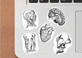 Detailed anatomy vinyl decals on a laptop, showcasing human brain, heart, and skeletal features.
