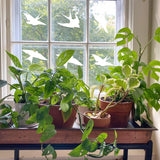 Window with bird silhouette decals and potted plants, enhancing aesthetics and bird safety.