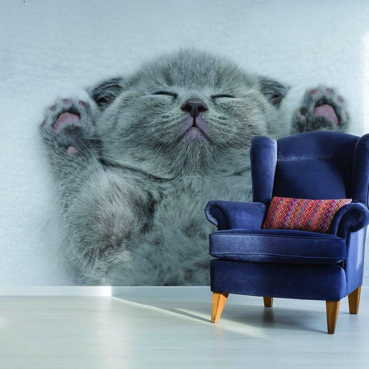 Cute gray kitten wall sticker design featuring an adorable sleeping cat.